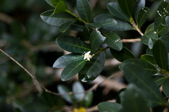 Erythroxylum emarginatum