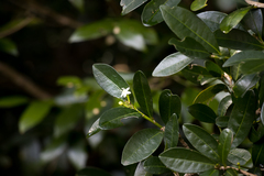 Erythroxylum emarginatum