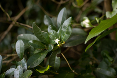 Erythroxylum emarginatum