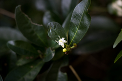 Erythroxylum emarginatum