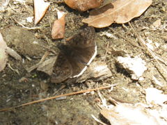 Erynnis tristis