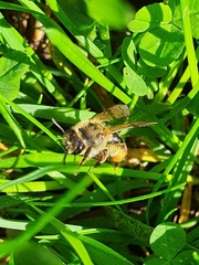 Andrena