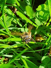 Andrena