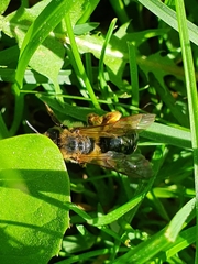 Andrena