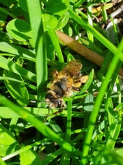 Andrena