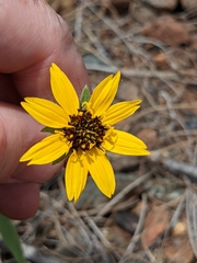 Helianthus exilis