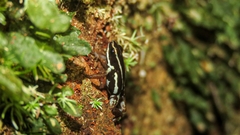 Andinobates claudiae
