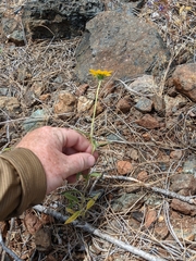 Helianthus exilis
