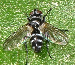 Tachinomyia