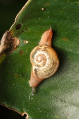 Sheldoniinae