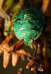 Erachtheus lutulentus