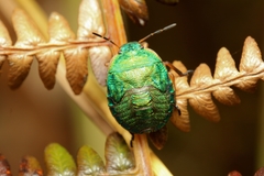 Erachtheus lutulentus