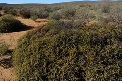 Tetraena retrofracta