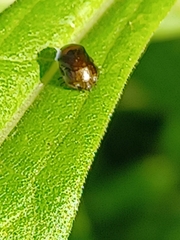 Clastoptera achatina