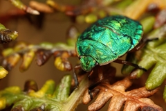 Erachtheus lutulentus