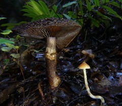 Cortinarius ursus
