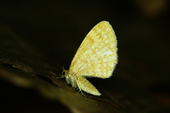 Euchoeca nebulata