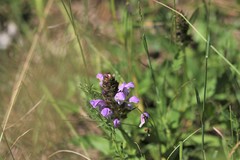 Prunella grandiflora