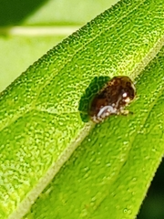 Clastoptera achatina