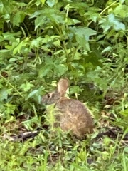 Sylvilagus palustris