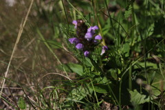 Prunella grandiflora
