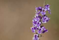Anarrhinum bellidifolium
