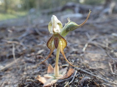 Pterostylis excelsa