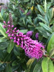 Veroniceae