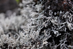 Stereocaulon vulcani