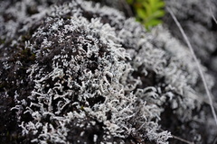 Stereocaulon vulcani