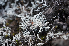 Stereocaulon vulcani