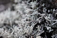 Stereocaulon vulcani