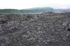 Stereocaulon vulcani