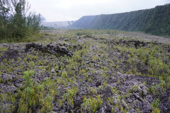 Stereocaulon vulcani