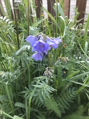Polemonium caeruleum