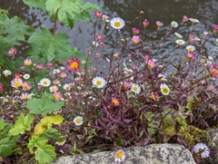 Erigeron karvinskianus