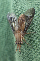 Chrysops brunneus