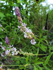 Orbexilum psoralioides