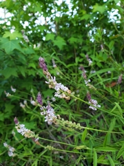 Orbexilum psoralioides