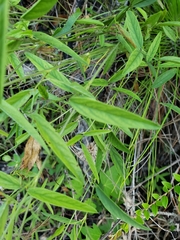 Orbexilum psoralioides