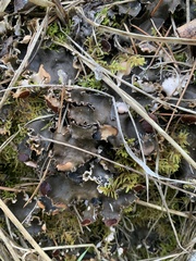 Peltigera elisabethae