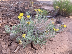 Heterotheca hirsutissima
