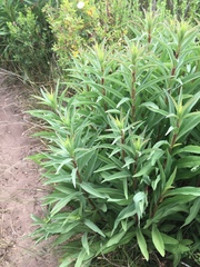 Solidago confinis