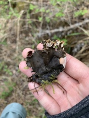 Peltigera elisabethae