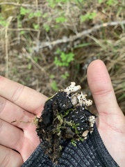 Peltigera elisabethae