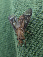 Chrysops brunneus