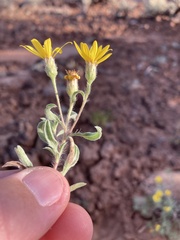 Heterotheca hirsutissima