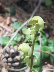 Pyrola chlorantha