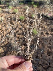 Lappula occidentalis occidentalis