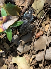 Carabus lusitanicus helluo